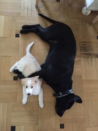 Dog lying on floor