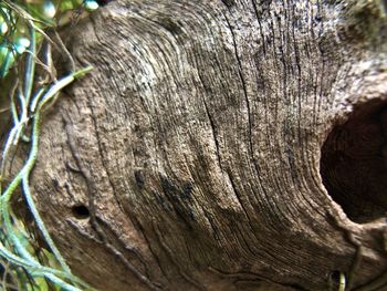 Full frame shot of tree trunk