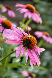 Close-up of pink cosmos flower