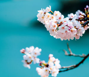 Close-up of pink cherry blossoms against blurred background of lake.