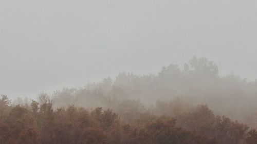 Trees in forest against sky