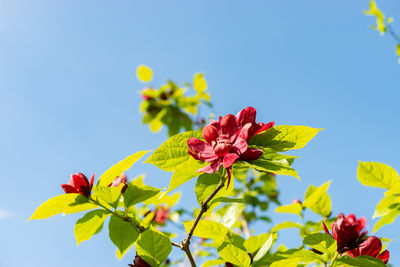 plant