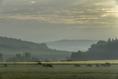 Cows grazing on field against cloudy sky during sunrise