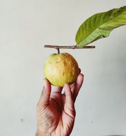 Close-up of hand holding apple