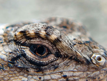 Close-up of lizard