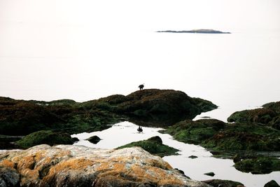 Bird on rock by sea against sky