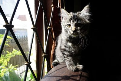 Close-up portrait of cat