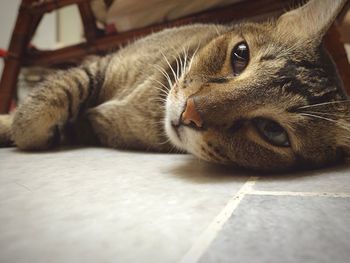 Close-up portrait of cat lying down