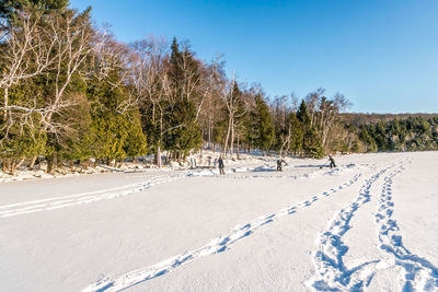 Trees on snow covered land against sky