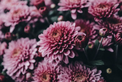 Close-up of pink pollinating flowers