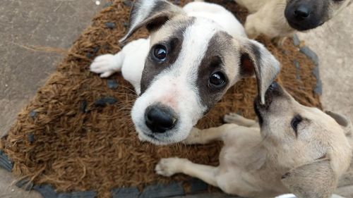 Close-up of dog
