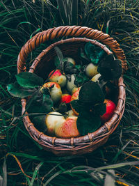 High angle view of fruits in basket