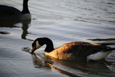 Swans swimming in lake