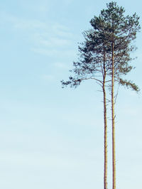 Low angle view of tree against sky