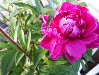 Close-up of pink rose