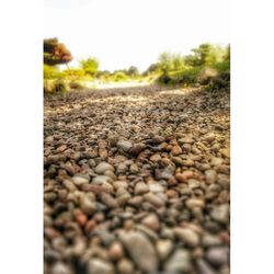 Surface level of field