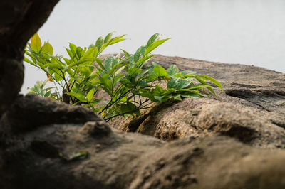 Close-up of green plant