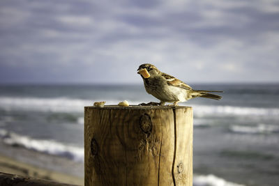 Bird perching on wooden post by sea against sky