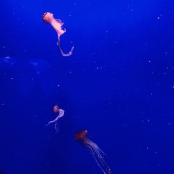 Jellyfish swimming in sea