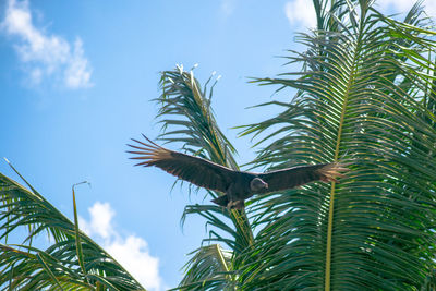 Low angle view of palm tree against sky