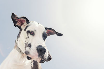 Adorable face of harlequin great dane dog looking down with floppy ears on a sunny blue sky day.