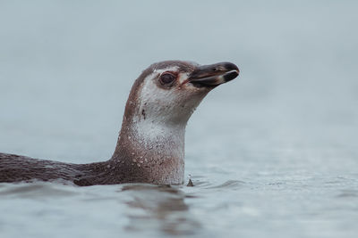 Close-up of penguin swimming in sea