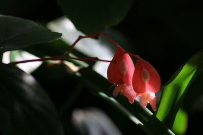 Close-up of pink flower