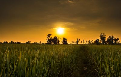 Scenic view of field against sky during sunset