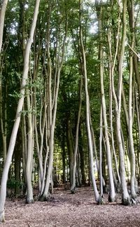 View of bamboo trees in forest