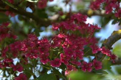 Close-up of pink flowers blooming on tree
