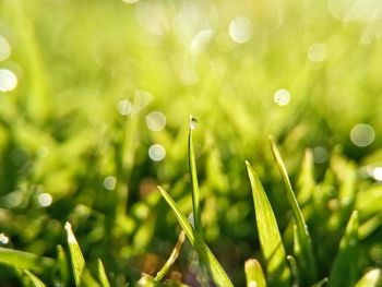 Close-up of wet grass