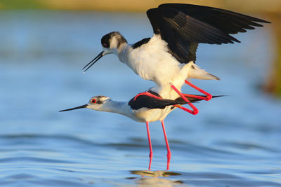 Close-up of birds flying over sea