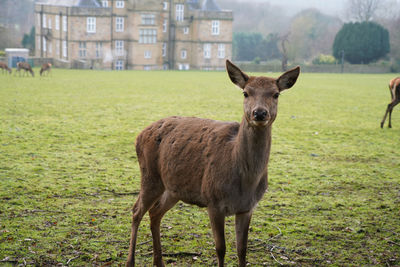 Portrait of horse standing on field