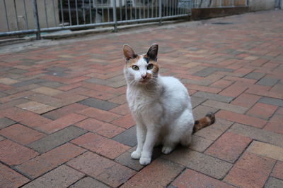 Portrait of cat on footpath