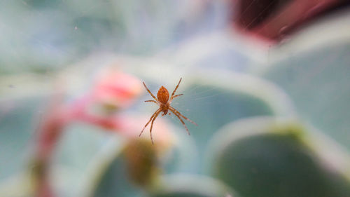 Close-up of spider