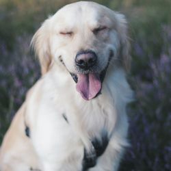 Close-up portrait of dog