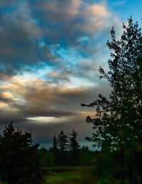 Low angle view of trees against sky during sunset