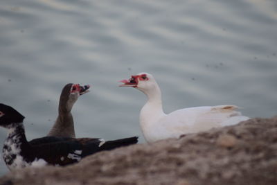 Ducks on a lake