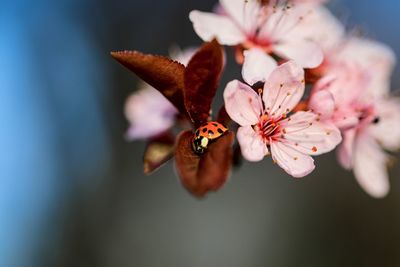 Close-up of ladxbug on pink cherry blossom