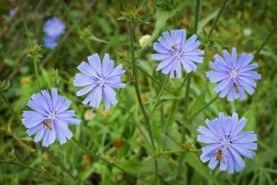 Close-up of purple flowering plant on field