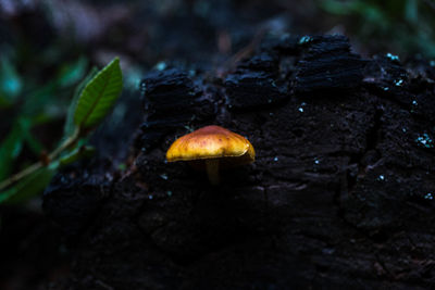 Close-up of mushroom growing in forest