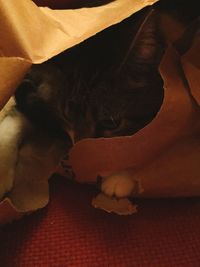 Cat sleeping on sofa