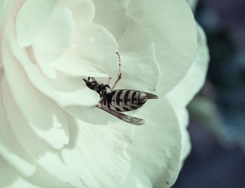 Close-up of bee on white flower