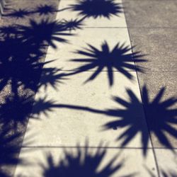 Close-up of flower on table