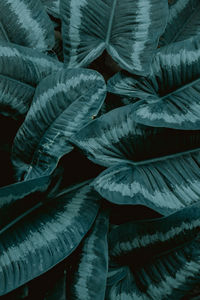 Full frame shot of succulent plant leaves