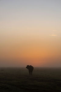 Cape buffalo silhouetted at sunrise turning head