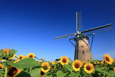 Sunflowers blooming at farm against traditional windmill