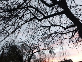 Low angle view of silhouette bare trees against sky