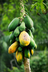 Close-up of fruits growing on tree