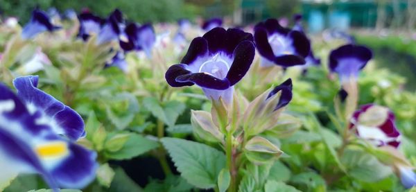 Close-up of purple crocus flowers